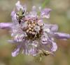 Philodromus sp.